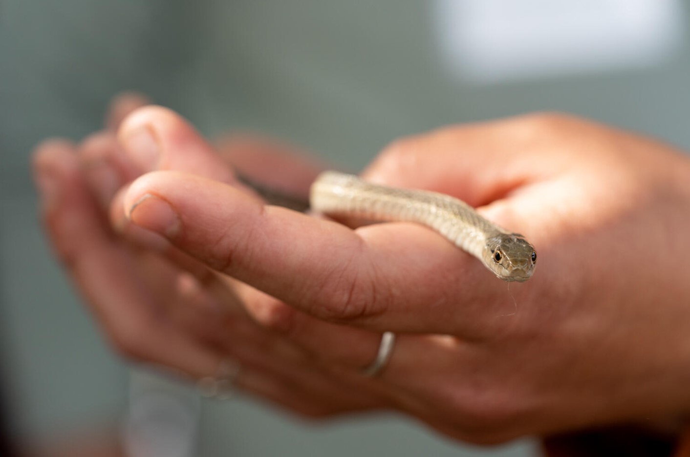 wind-river-bioblitz-evan-barrientos-garter-snake.jpg