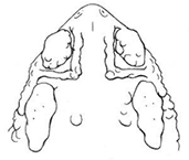 A sketch of a the cranial crest of a Rocky Mountain Toad