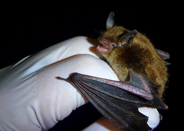 Image of a researcher holding a Little Brown Myosis Bat in a gloved hand. 