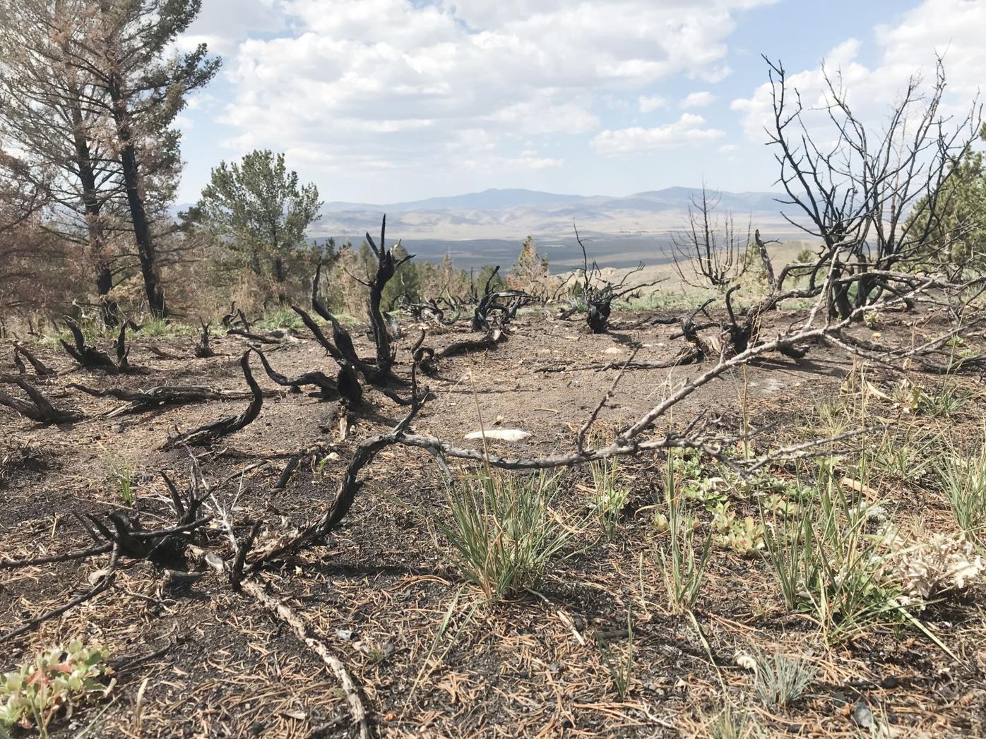 An image of the Mullen Fire area, showing cheatgrass growing amid the scorched earth and remains of plant life.