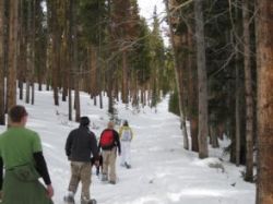 A Moose Day group, on cross country skis skiing through a lodgepole pine forest.