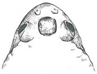 Sketch of the top of the head of a Plains Spadefoot