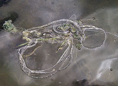 A picture of a Rocky Mountain Toad string of eggs in water.