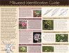 Thumbnail image of Milkweed identification guide 