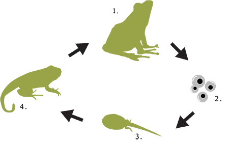 An image describing the life cycle of a frog or toad.