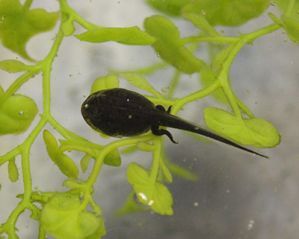 A photo of a Wyoming Toad tadpole.