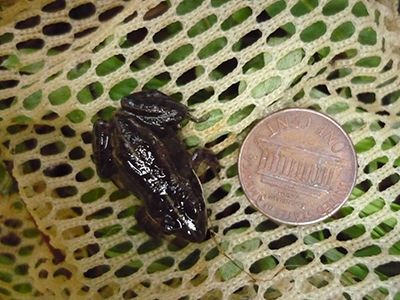 Photo of a Wood Frog next to a penny for scale.