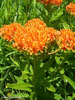 An image of a blooming Milkweed plant