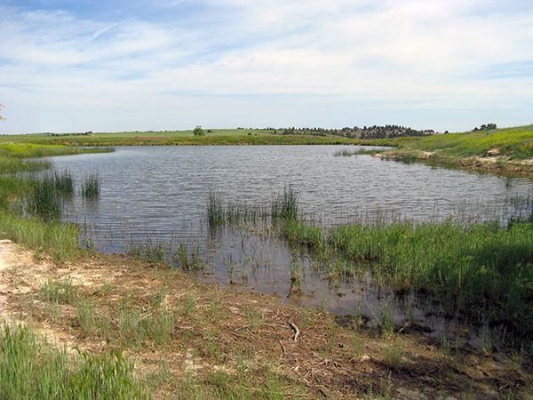 An image of a pond that is a habitat for amphibians.