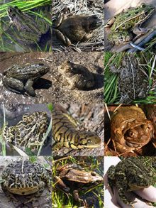 An Image of a collection of Wyoming amphibians.