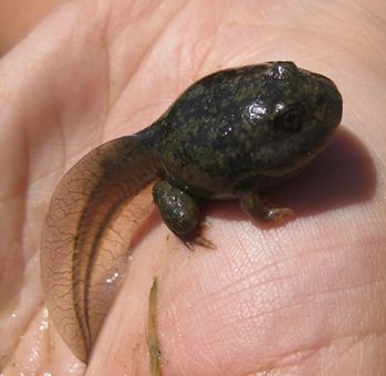 A picture of a Plains Spadefoot tadpole in the palm of a hand